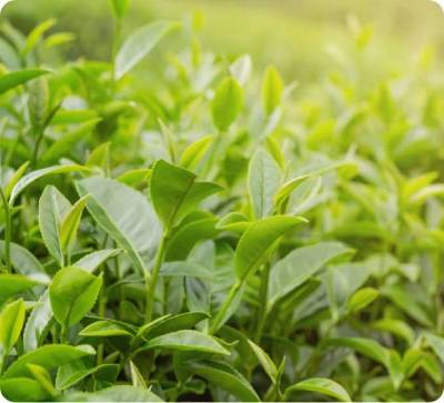 tea-corporation-in-india