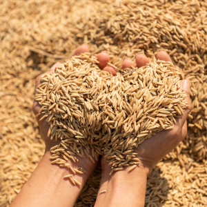 seed producer's digital transformation